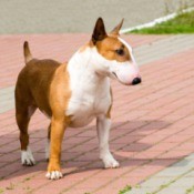 brown and white bull terrier on brick walk