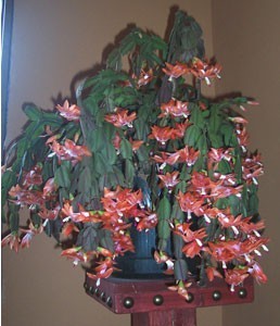 Christmas Cactus In Bloom