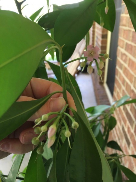 What Is This Plant?