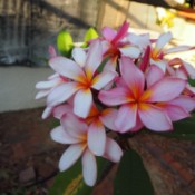 Changing the Color of Hydrangeas