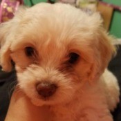 fuzzy white puppy