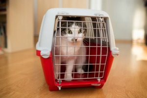 Cat inside a cat carrier on a wooden floor inside a home