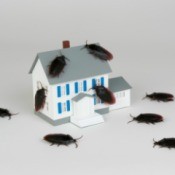 Miniature of a house, which is being covered and surrounded by cockroaches