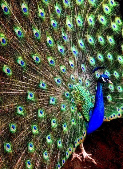 Wildlife: Peacock