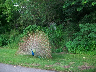 Wildlife: Peacock