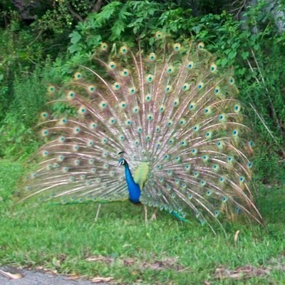Wildlife: Peacock