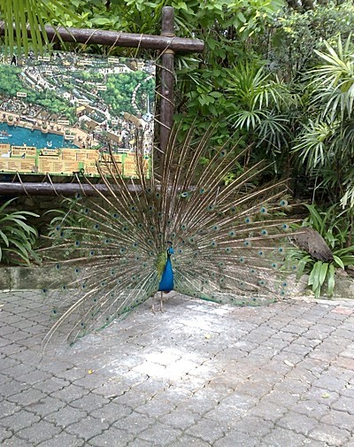 peacock