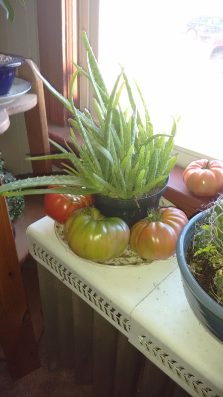 tomatoes on dish