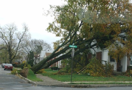 fallen tree