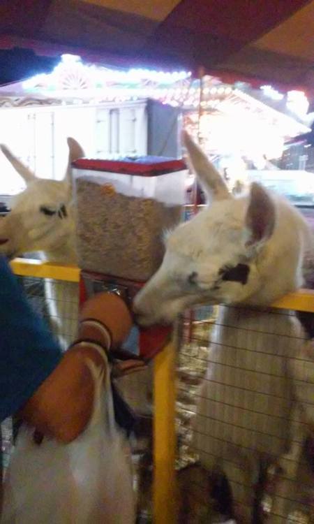 llamas at food dispensing machine