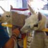 llamas at food dispensing machine