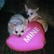 two Chihuahuas with heart pillow