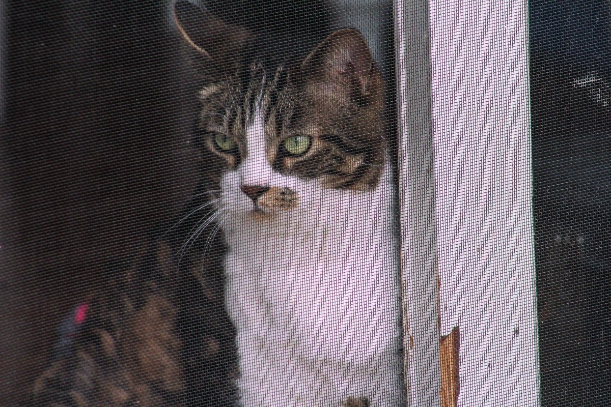 Preventing Cats from Tearing Window Screens? | ThriftyFun