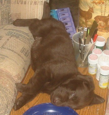 dog lying on a table