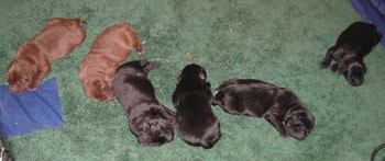 Coco (Chocolate Lab) and Her Pups