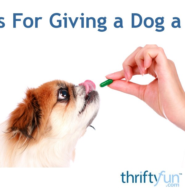 Tips For Giving a Dog a Pill ThriftyFun