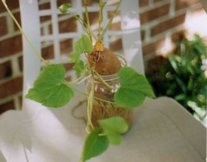 Grow A Sweet Potato Vine Right In Your Home!