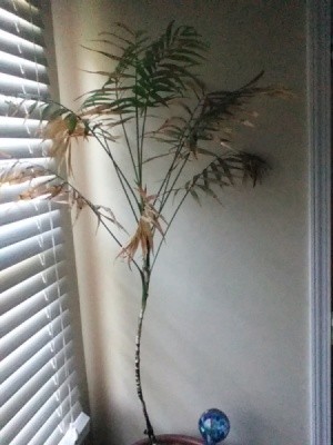 tall plant with palm like leaves
