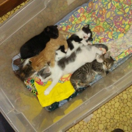 3 Week Old Kitten Hammock Activity