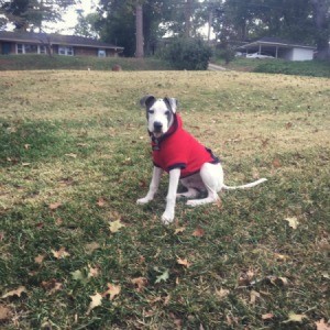 dog outside wearing a red jacket