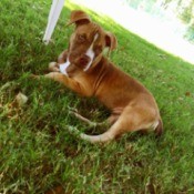 reddish brown Pitt looking dog