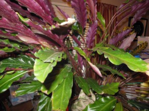 plant with long ruffled med green leaves with purple undersides