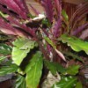 plant with long ruffled med green leaves with purple undersides
