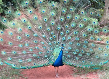 peacock displaying feathers