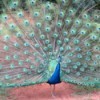peacock displaying feathers