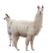 Two white llamas isolated on a white background