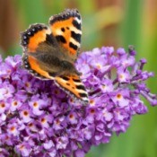 Butterfly on the blooms of a Buddleia (Butterfly Bush)