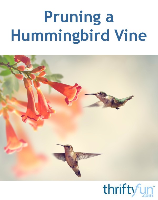 Pruning a Hummingbird Vine ThriftyFun