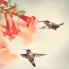 Two hummingbirds visiting the blooms of a hummingbird vine