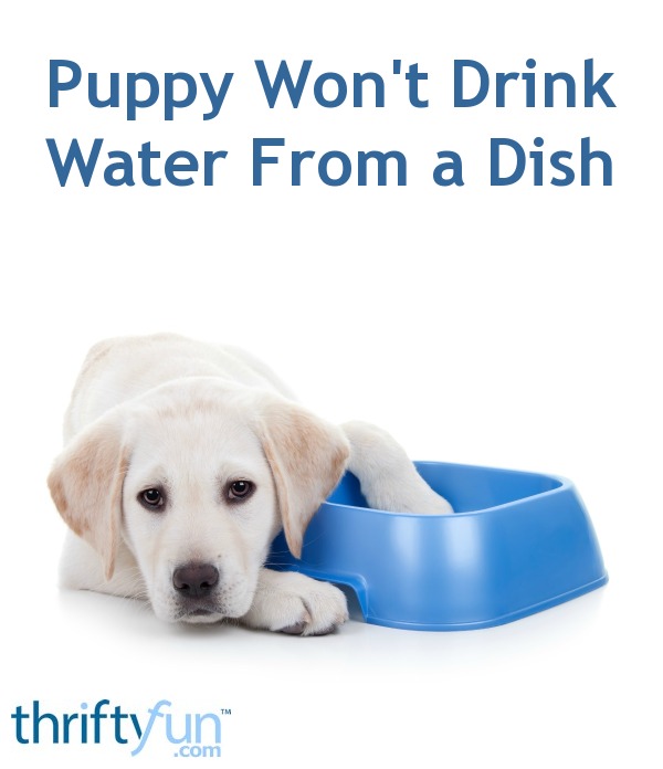 my puppy wont eat but will drink water
