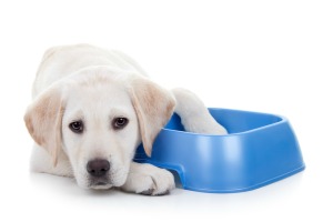 Sad puppy laying next to a plastic dish - one paw in the dish.