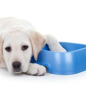 Sad puppy laying next to a plastic dish - one paw in the dish.