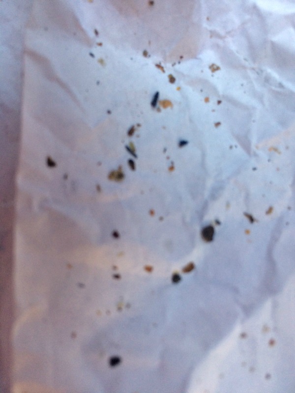 Black Bugs On Dogs Not Fleas - Goldenacresdogs.com