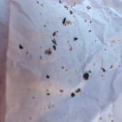tiny black bugs