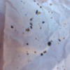 tiny black bugs