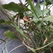 What Is This Houseplant?