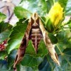 tan and brown moth