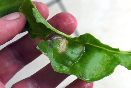 Eating Spinach Stalks