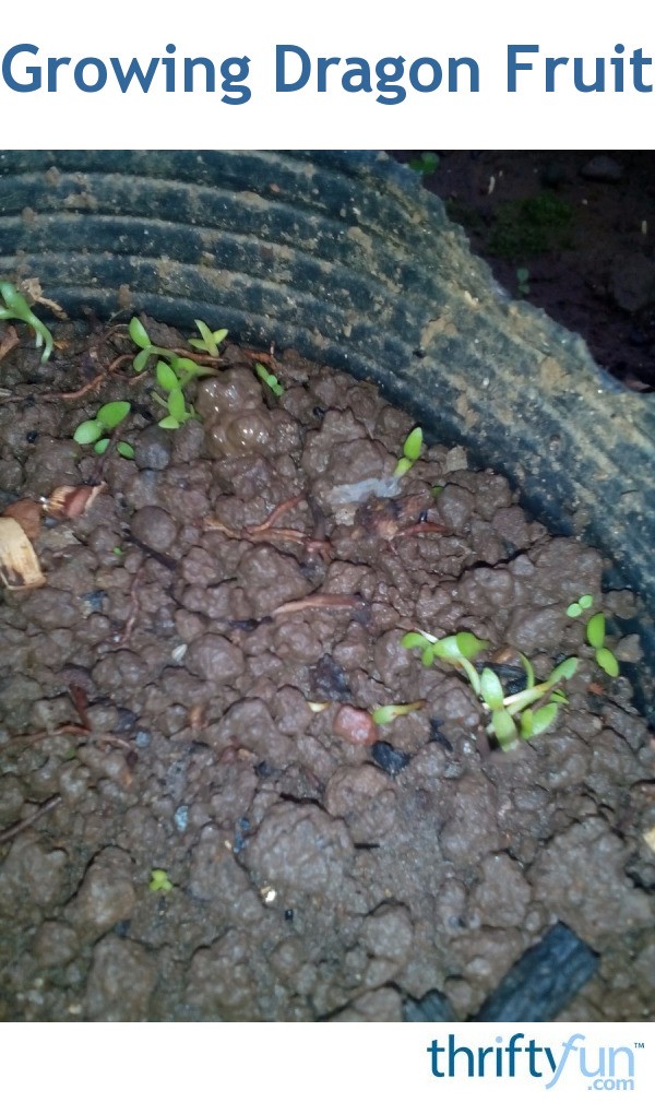 Growing Dragon Fruit Thriftyfun Growing Dragon Fruit Thriftyfun