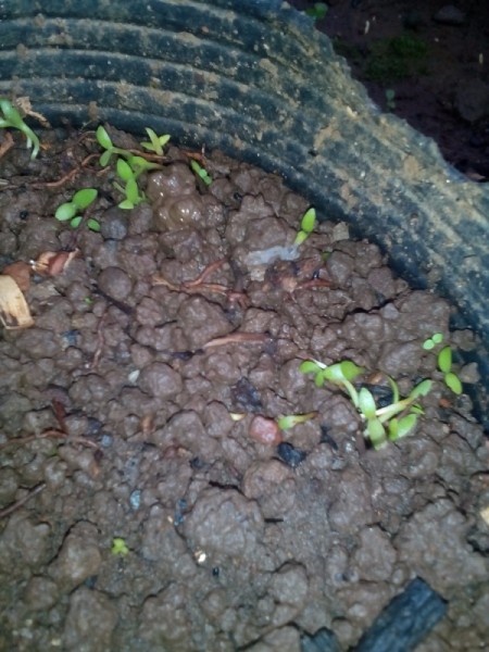 Growing Dragon Fruit