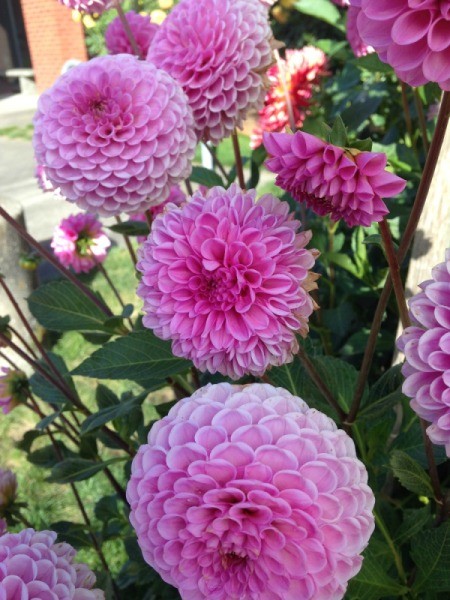 Dahlias at the Post Office