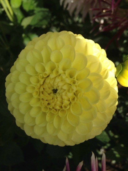 Dahlias at the Post Office