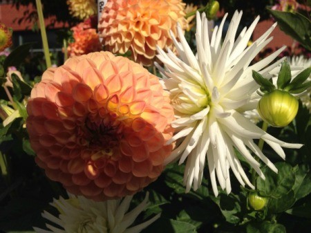 Dahlias at the Post Office