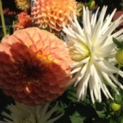 Dahlias at the Post Office