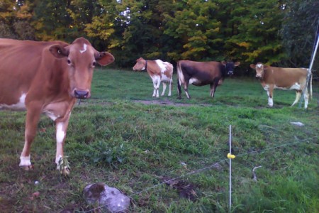 Concerned Neighbors (Cows)