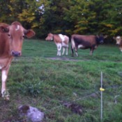Concerned Neighbors (Cows)